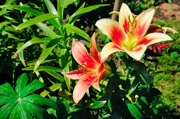 Elegant Lily Flowers Summer Garden — Stock Photo, Image