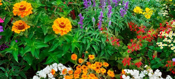 Fényes kerti virágok — Stock Fotó