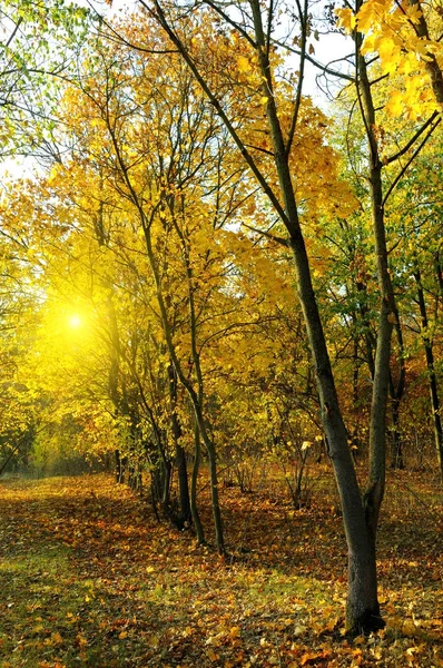 Herbstwald und Sonnenuntergang. — Stockfoto