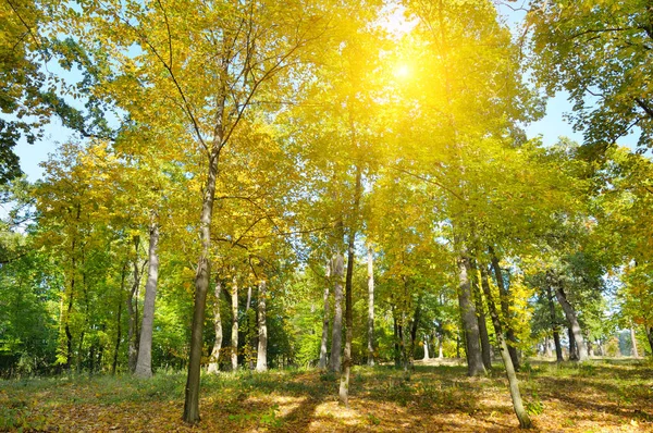 Sonbahar orman, Sarı yapraklar ve gün batımı. — Stok fotoğraf