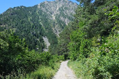 orman ile iz hiking yaz aylarında dağların yamaçlarında