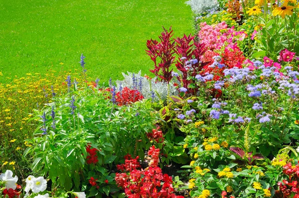 Yaz flowerbed ve yeşil çim — Stok fotoğraf