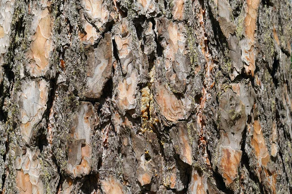 Dry tree bark texture backgrounds — Stock Photo, Image