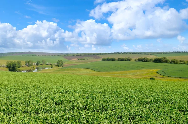 緑の草原、青い空に明るい雲 — ストック写真