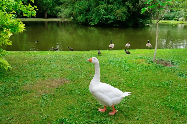 White goose on a green lawn. — Stock Photo, Image