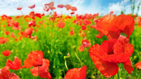 Campo con papaveri scarlatti . — Foto Stock