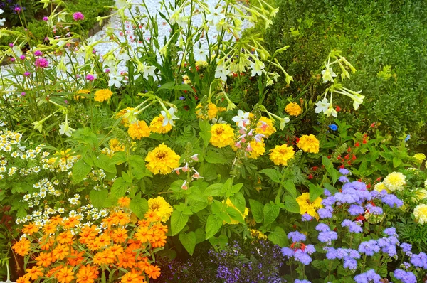 夏日公园明亮的花坛 — 图库照片