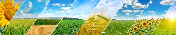 Vista panoramica del campo verde e cielo azzurro con nuvole luminose . — Foto Stock