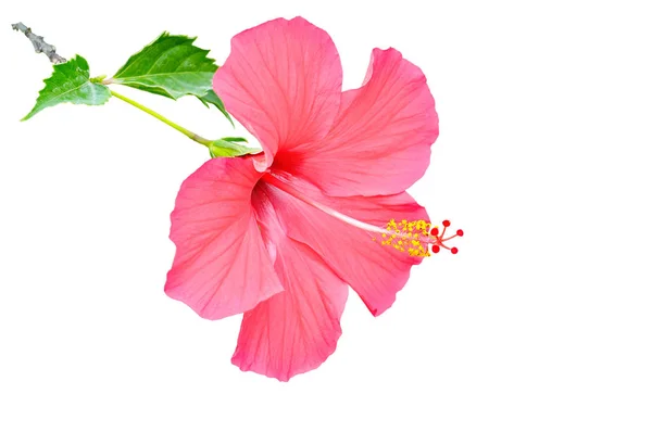 Hibiscus flower isolated on white background. Free space for tex Stock Picture