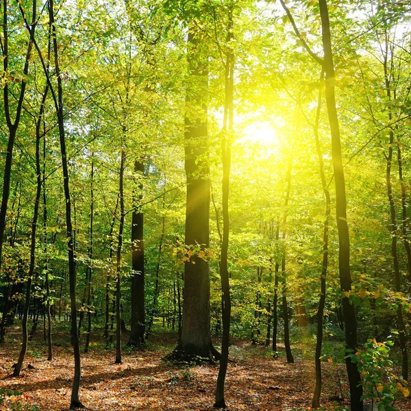 Bosque otoñal, hojas amarillas y puesta de sol . — Foto de Stock
