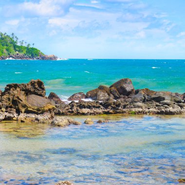 Mercan ve avuç içi ağaçları ile plaj tropikal okyanus