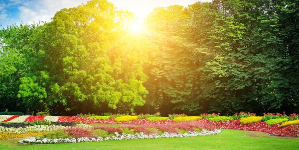 Bloemen in het park — Stockfoto