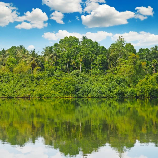 Nehir kıyısında tropikal palmiye orman — Stok fotoğraf