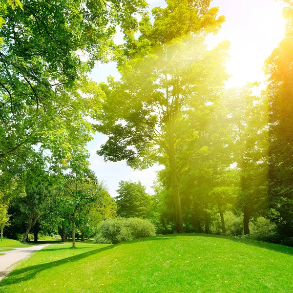 Jasný slunečný den v parku. Sluneční paprsky osvětlují zelené trávy a tr — Stock fotografie