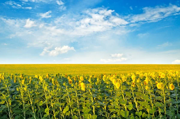 Field with blooming sunflowers and cloudy sky. — Stock Photo, Image