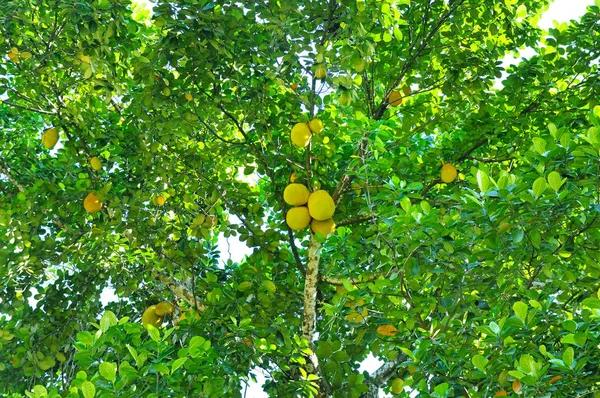 Modne brødfrugter (Artocarpus altilis) på et træ - Stock-foto