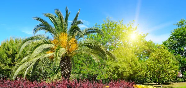 Summer park with tropical palm trees, flower beds and sun. — Stock Photo, Image