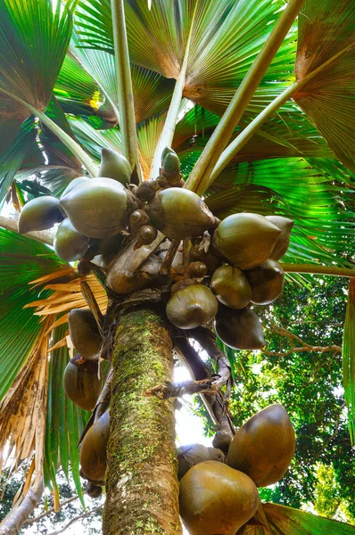 青い空の下でヤシの木の枝。王立植物園 — ストック写真