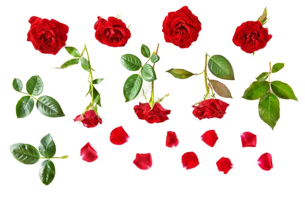 Rode rozen op witte achtergrond geïsoleerd. Plat lag, top uitzicht. — Stockfoto