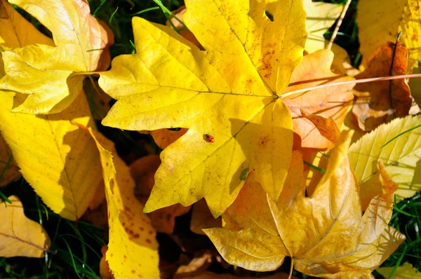 Feuilles jaunes d'automne et coccinelle sur la feuille d'érable. Vue du dessus . — Photo