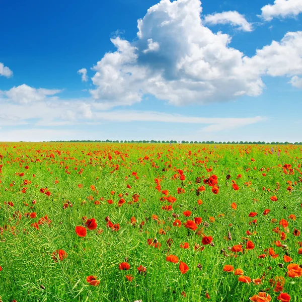 Prato con papaveri selvatici e cielo blu . — Foto Stock