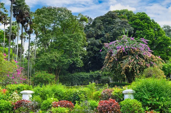 Wspaniały park tropikalny z pięknych drzew i kwiatów. — Zdjęcie stockowe