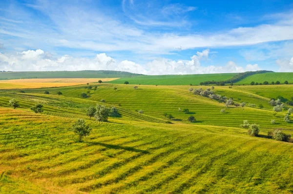 Festői zöld mezőben és kék ég — Stock Fotó