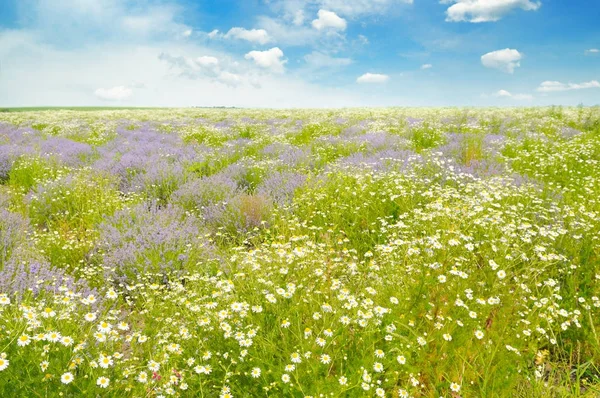 Feld mit Gänseblümchen und blauem Himmel. — Stockfoto