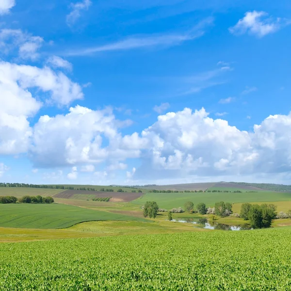 Festői zöld mezőben és kék ég. — Stock Fotó