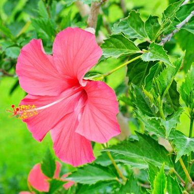 Yeşil arkaplanda kırmızı amber çiçeği.