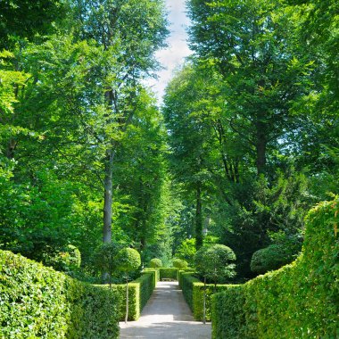 Hedges ve sokakları ile yaz park. Yürüyüş için rahat bahçe.