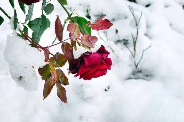 Delikatna czerwona róża w kwiat łóżko pokryte puszystym śniegu. — Zdjęcie stockowe