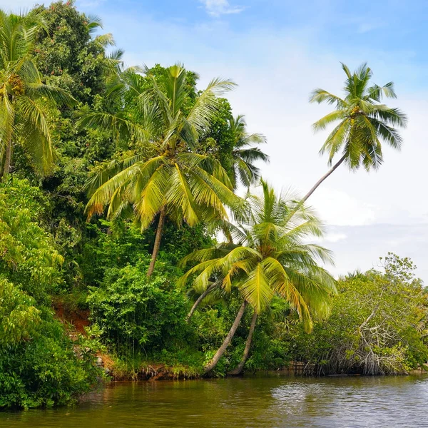 Tropical palm forest on the river bank.