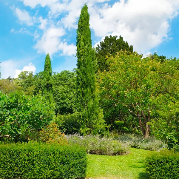 Πάρκο, hedge, πράσινο λιβάδι και μπλε του ουρανού. — Φωτογραφία Αρχείου