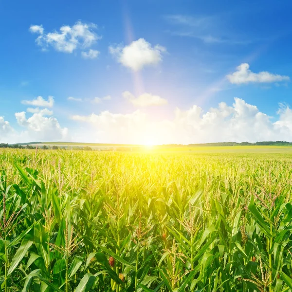 Amanecer sobre el campo de maíz. — Foto de Stock