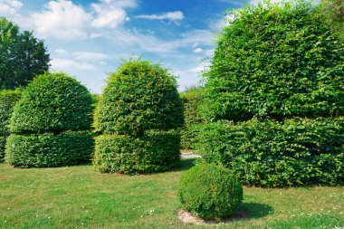 Hedges ve bir yaz parkta süs çalı.