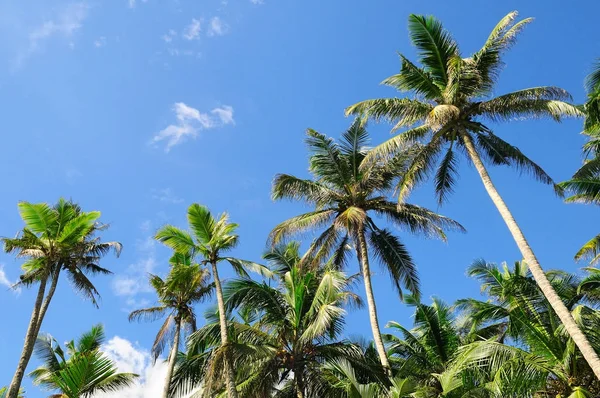 Palmiers Tropicaux Contre Ciel Bleu — Photo