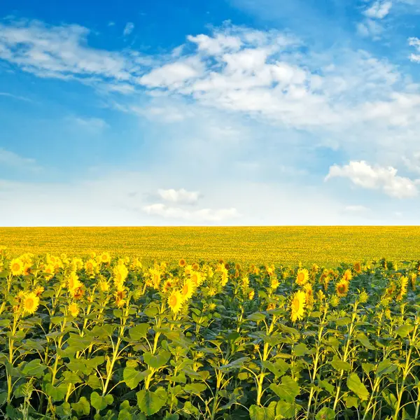 Field with blooming sunflowers and cloudy sky. — Stock Photo, Image