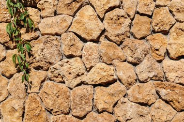 Arka planda sarmaşık olan eski taş duvar.