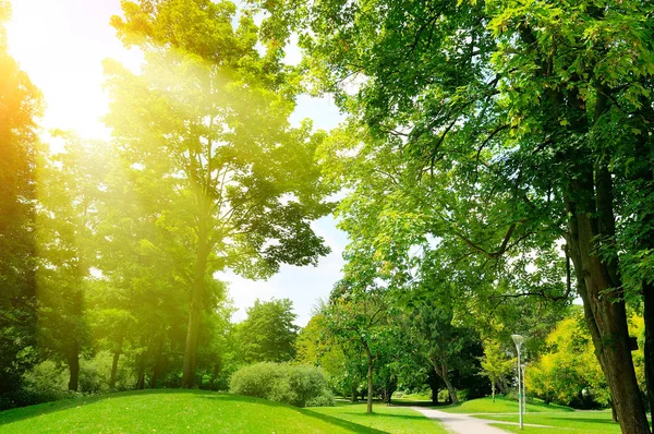 Bright sunny day in park. Sun rays illuminate green grass and tr — Stock Photo, Image