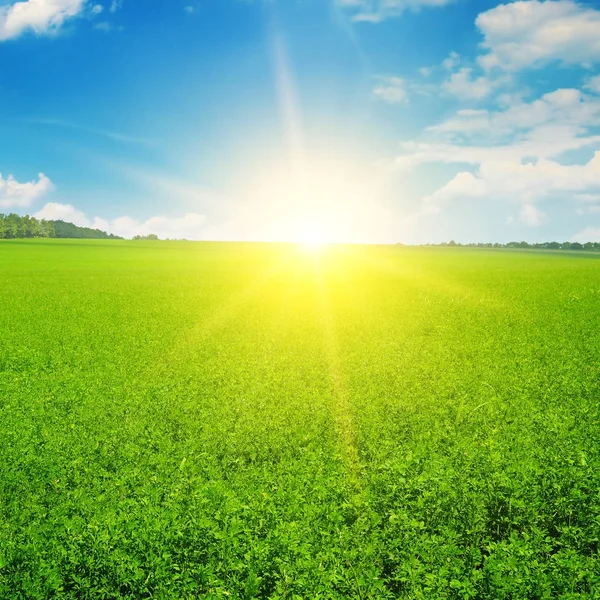 Зеленое поле и восход солнца в голубом небе . — стоковое фото