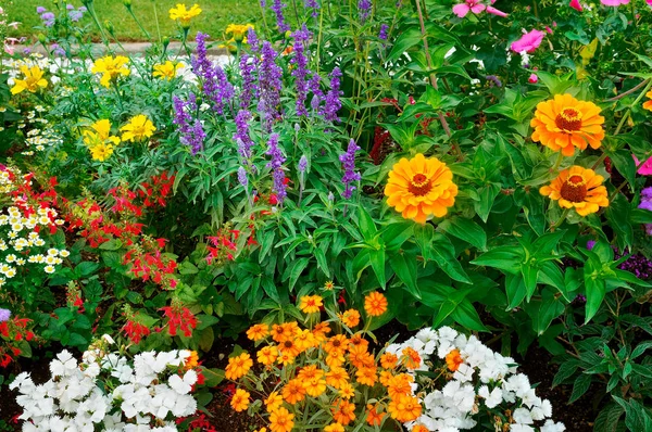 Цветочные Клумбы Красивый Фон Ярких Садовых Цветов — стоковое фото