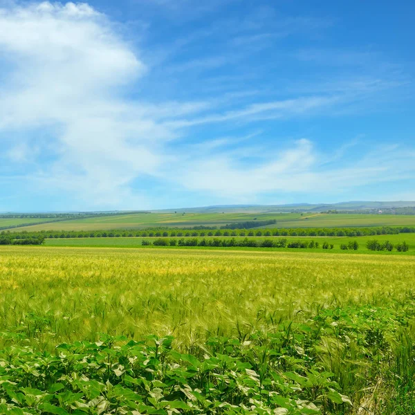 Campo de trigo e céu azul com nuvens claras . — Fotografia de Stock