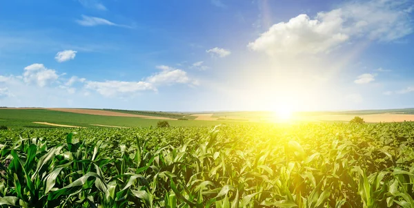 Campo Maíz Verde Amanecer Brillante Contra Cielo Azul Foto Amplia —  Fotos de Stock