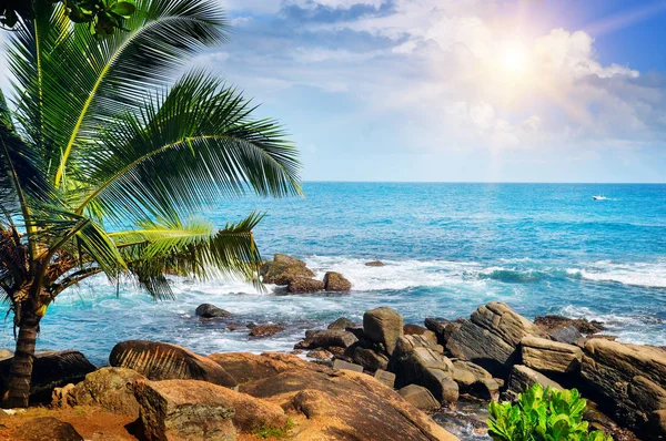 Playa océano tropical, palmeras y sol . — Foto de Stock