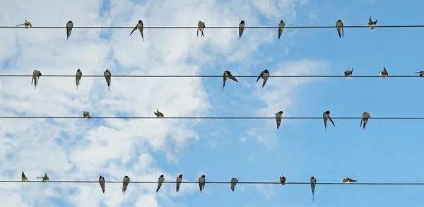Flock of swallows on blue sky background. — Stock Photo, Image