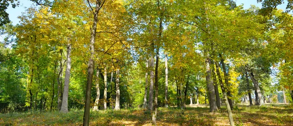 Herfst bos en gevallen gele bladeren. Brede foto. — Stockfoto