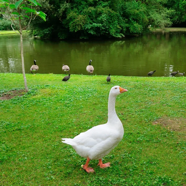 Ganso Blanco Césped Verde Hay Lago Distancia —  Fotos de Stock