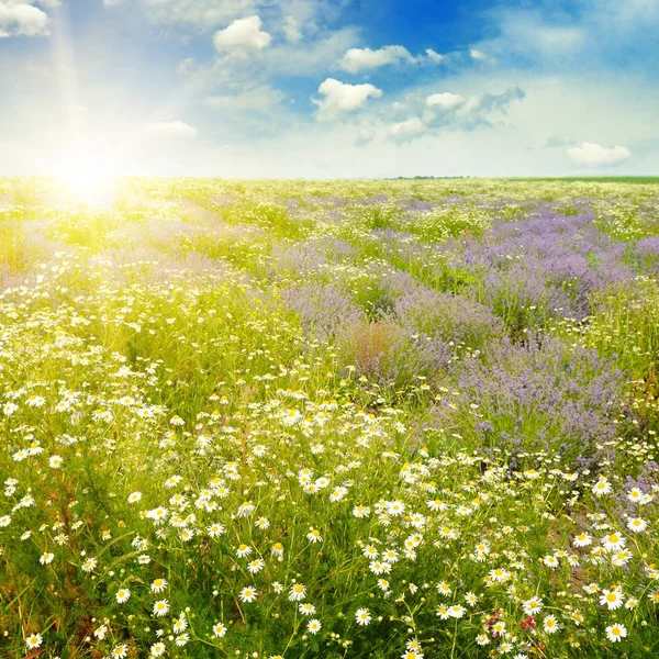 Feld mit Gänseblümchen und Sonne am blauen Himmel — Stockfoto