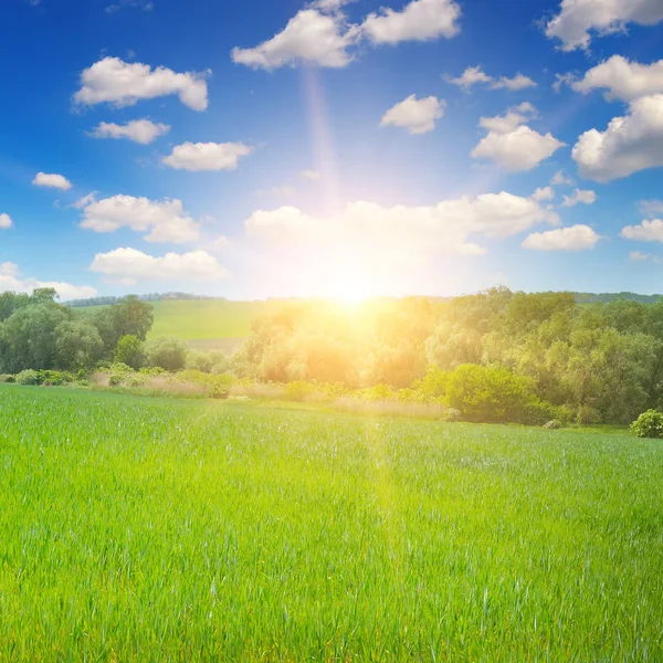 Groene Weide Blauwe Hemel Met Licht Wolken Een Mooie Zonsopgang — Stockfoto